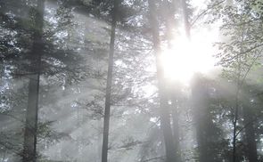 Licht durchflutet den Wald. 