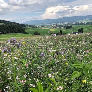 Miteinander weitwandern im Oberen Mühlviertel