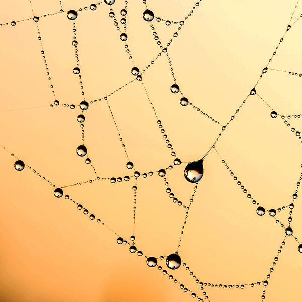 Spinnennetz / © Myriams-Fotos/pixabay.com/CC0 1.0 Spinnennetz