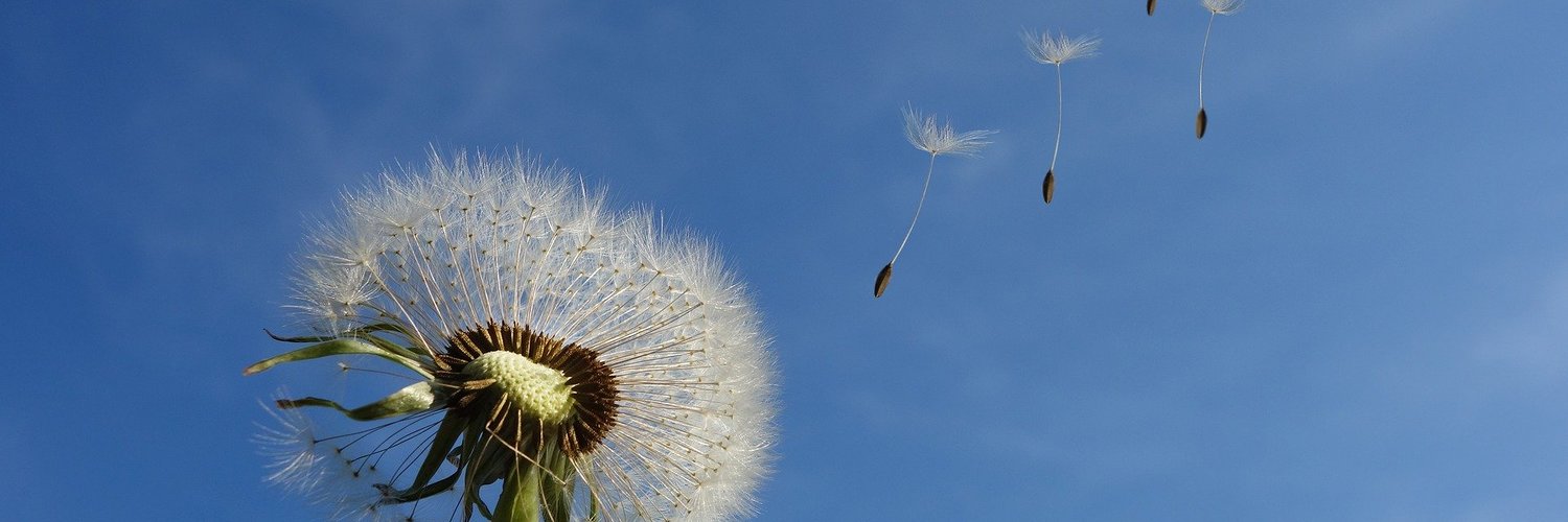Pusteblume