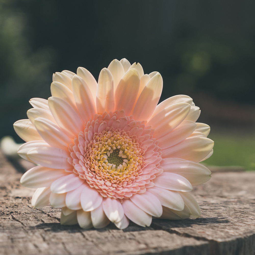 Gerbera