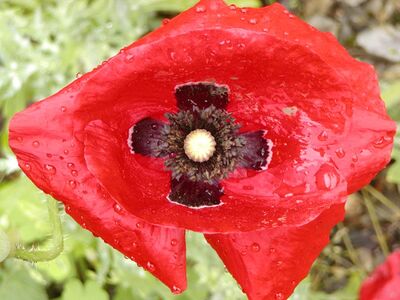 Kreuz_Mohn