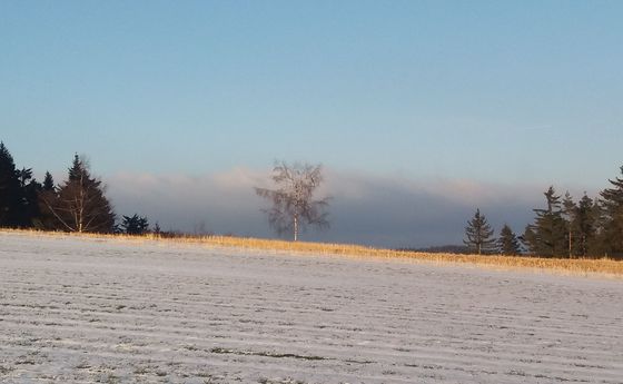 Winterbaum