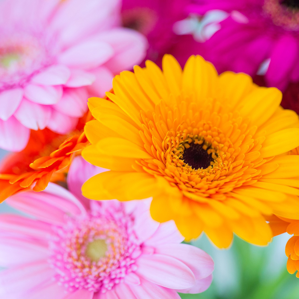Gerbera