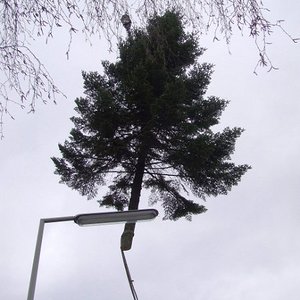 Unser Christbaum