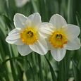 Aufblühen zu Ostern 