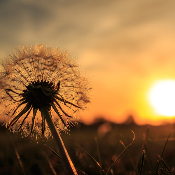 Löwenzahn / © Marko Grothe/pixabay.com/CC0 1.0 Löwenzahn